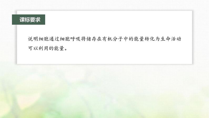 苏教版2024届高考生物一轮复习细胞呼吸——能量的转化和利用课件02