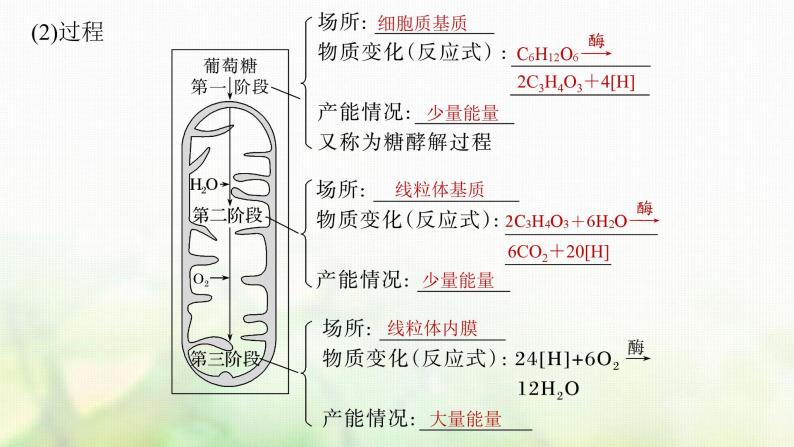 苏教版2024届高考生物一轮复习细胞呼吸——能量的转化和利用课件06