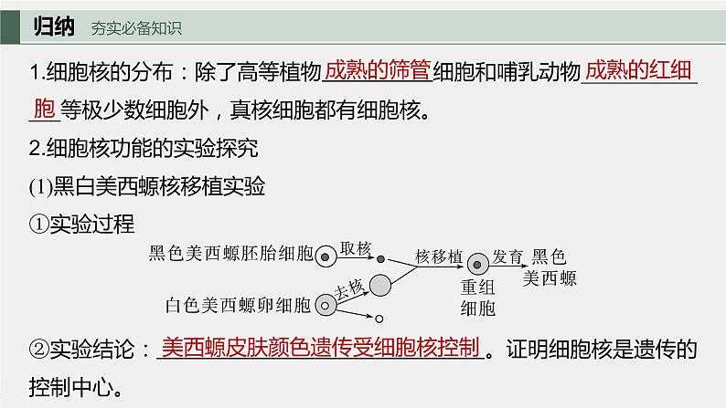 2024年高考生物一轮复习(新人教版) 第2单元 第3课时 细胞核的结构和功能 练习课件05