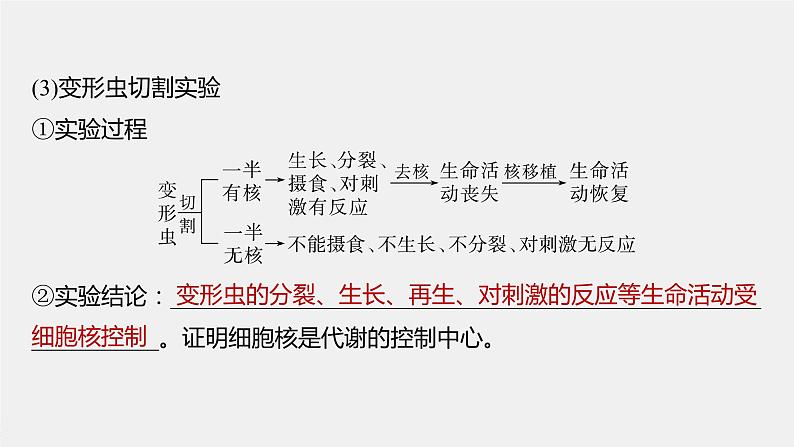 2024年高考生物一轮复习(新人教版) 第2单元 第3课时 细胞核的结构和功能 练习课件07