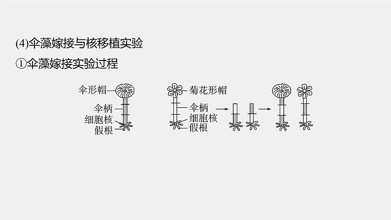 2024年高考生物一轮复习(新人教版) 第2单元 第3课时 细胞核的结构和功能 练习课件08