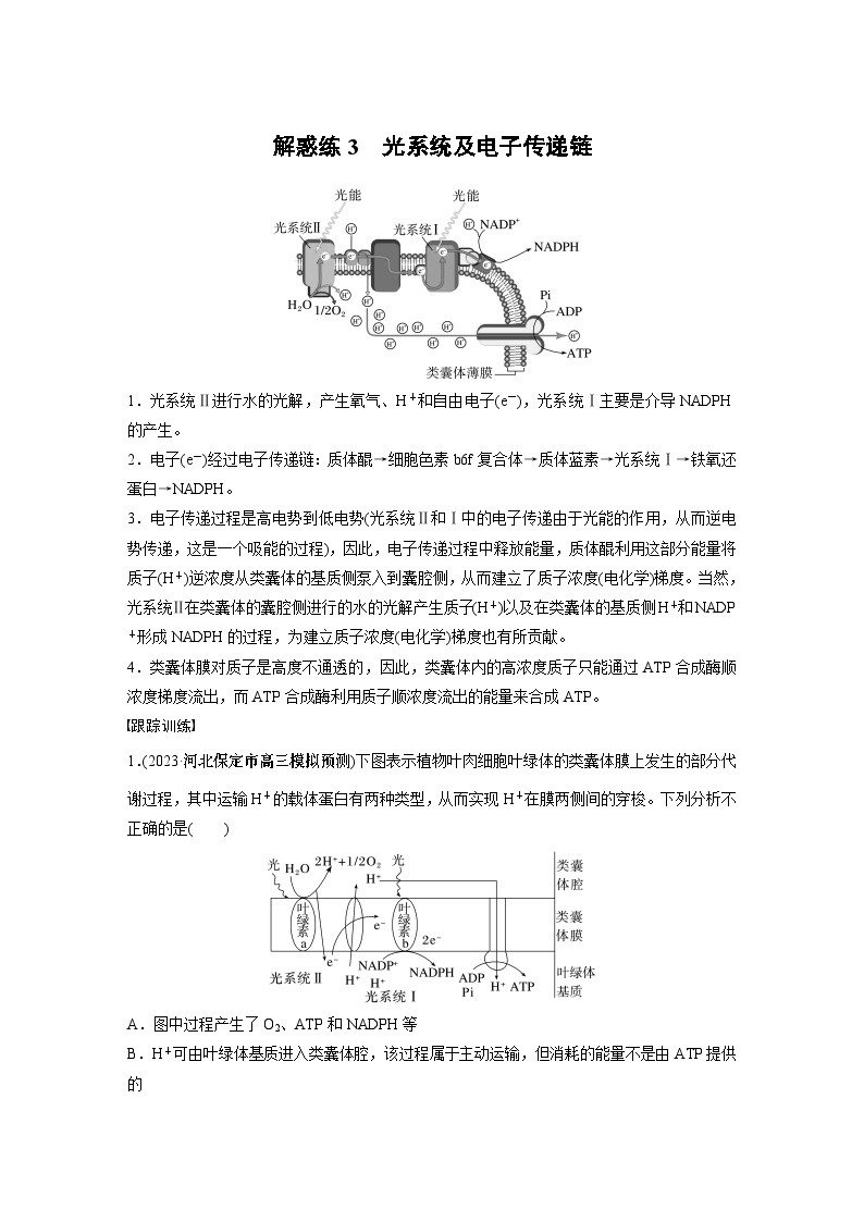 2024年高考生物一轮复习（新人教版） 第3单元　解惑练3　光系统及电子传递链01