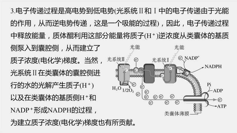 2024年高考生物一轮复习（新人教版） 第3单元　解惑练3　光系统及电子传递链03