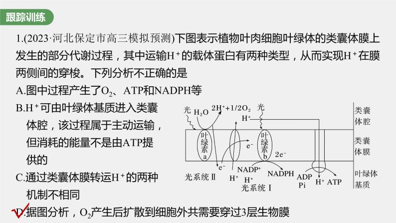 2024年高考生物一轮复习（新人教版） 第3单元　解惑练3　光系统及电子传递链05