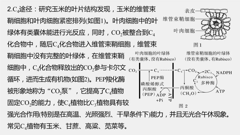 2024年高考生物一轮复习（新人教版） 第3单元　解惑练1　C3植物、C4植物和CAM植物03