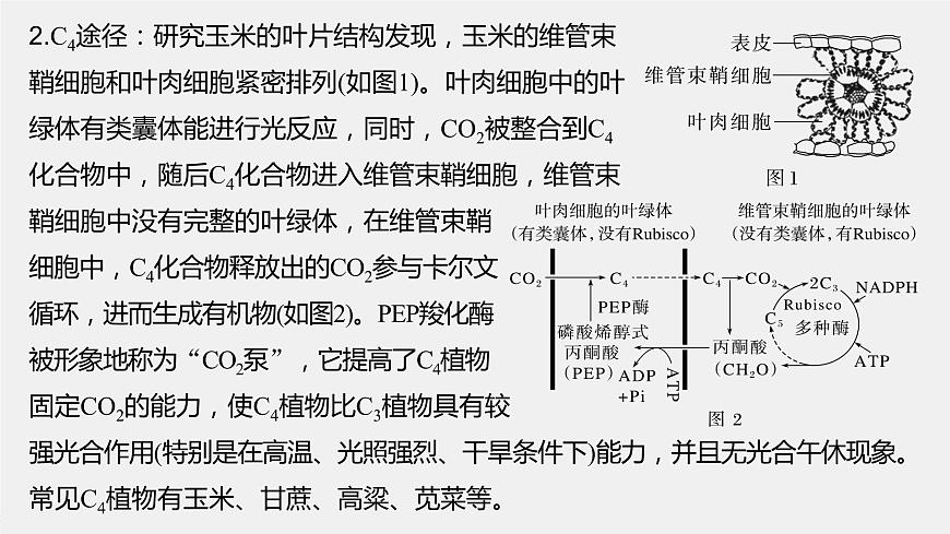 2024年高考生物一輪復(fù)習(xí)（新人教版） 第3單元　解惑練1　C3植物、C4植物和CAM植物第3頁(yè)