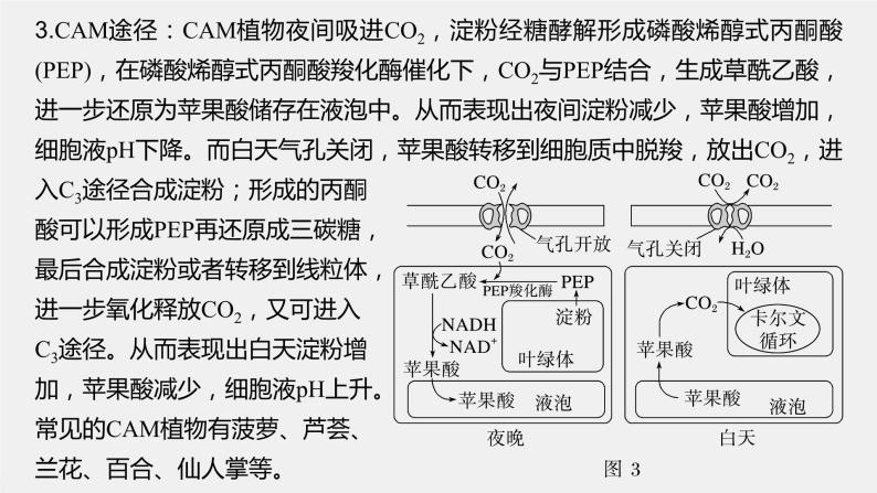 2024年高考生物一轮复习（新人教版） 第3单元　解惑练1　C3植物、C4植物和CAM植物04