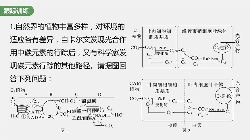 2024年高考生物一輪復(fù)習(xí)（新人教版） 第3單元　解惑練1　C3植物、C4植物和CAM植物第7頁(yè)