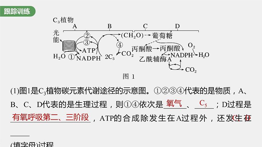 2024年高考生物一輪復(fù)習(xí)（新人教版） 第3單元　解惑練1　C3植物、C4植物和CAM植物第8頁(yè)