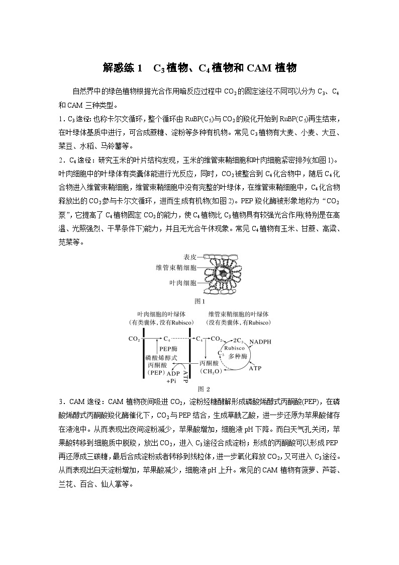 2024年高考生物一轮复习（新人教版） 第3单元　解惑练1　C3植物、C4植物和CAM植物01