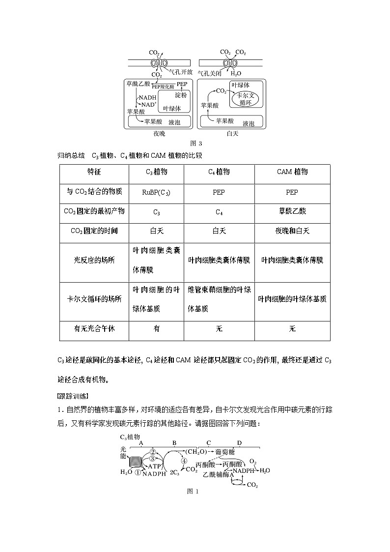 2024年高考生物一輪復(fù)習(xí)（新人教版） 第3單元　解惑練1　C3植物、C4植物和CAM植物第2頁(yè)