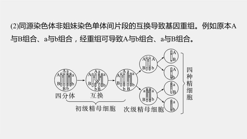 2024年高考生物一轮复习（新人教版） 第4单元　微专题三　减数分裂与可遗传变异的关系04