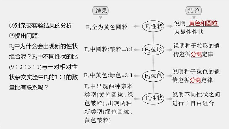 2024年高考生物一轮复习(新人教版) 第5单元 第4课时 自由组合定律的发现及应用第6页