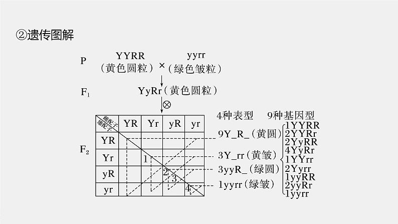2024年高考生物一轮复习(新人教版) 第5单元 第4课时 自由组合定律的发现及应用第8页