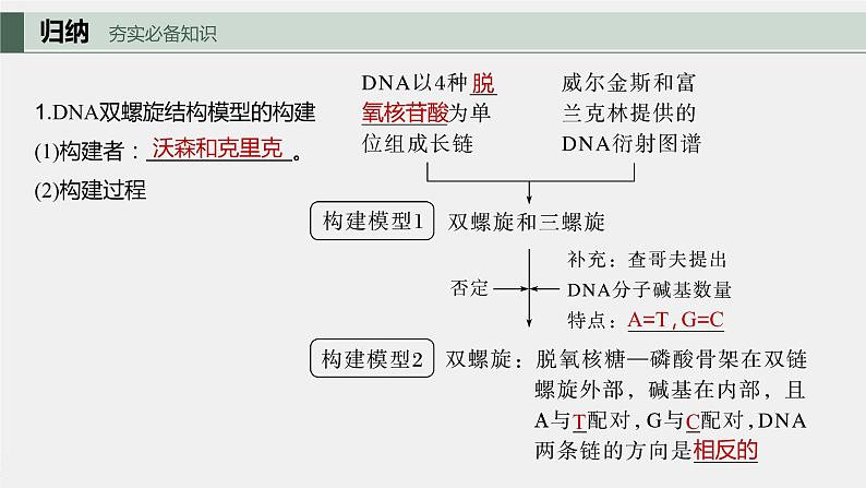 2024年高考生物一轮复习(新人教版) 第6单元 第2课时 DNA的结构与复制第5页
