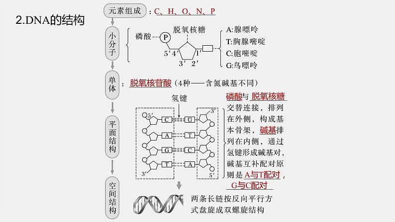 2024年高考生物一轮复习(新人教版) 第6单元 第2课时 DNA的结构与复制第6页