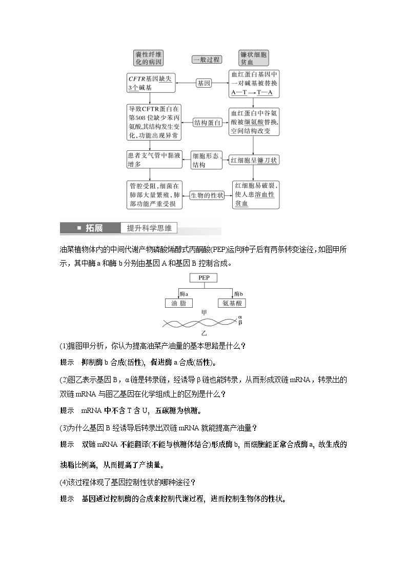 2024年高考生物一轮复习（新人教版） 第6单元　第4课时　基因表达与性状的关系 练习课件02