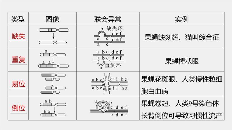 2024年高考生物一轮复习（新人教版） 第7单元　第2课时　染色体变异 练习课件06