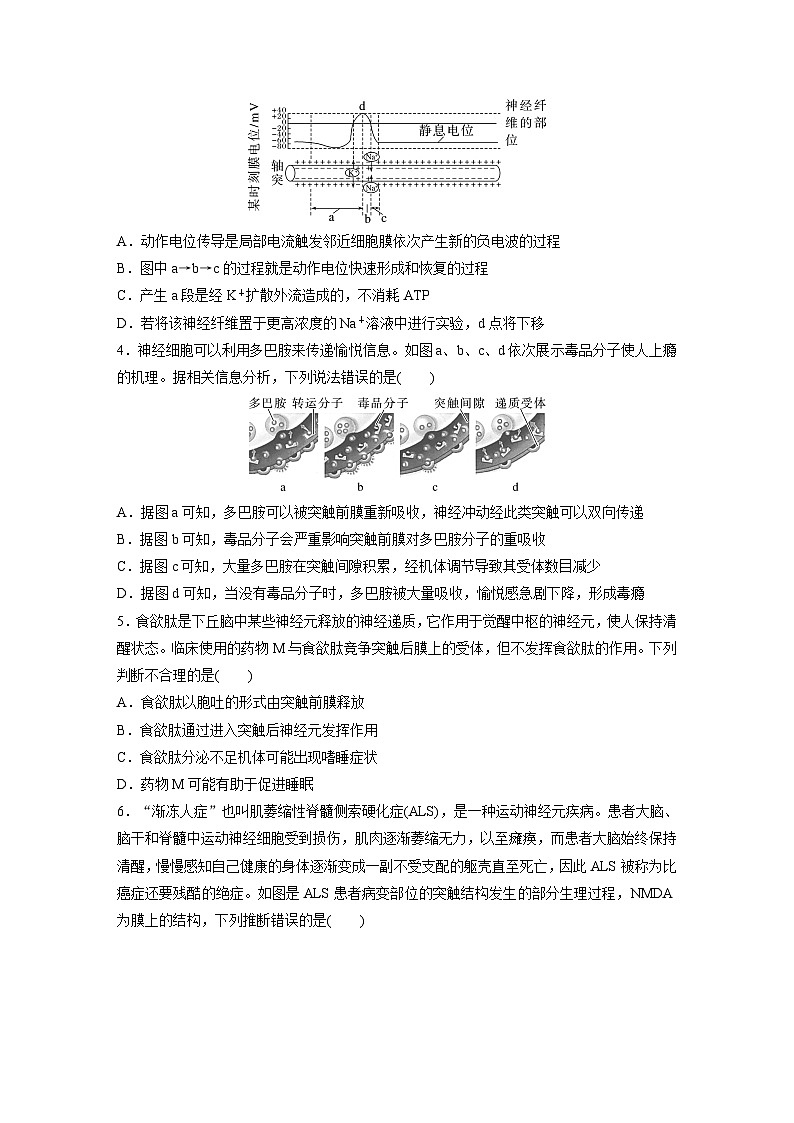 2024年高考生物一轮复习(新人教版) 第8单元 第3课时 神经冲动的产生、传导和传递 练习课件02