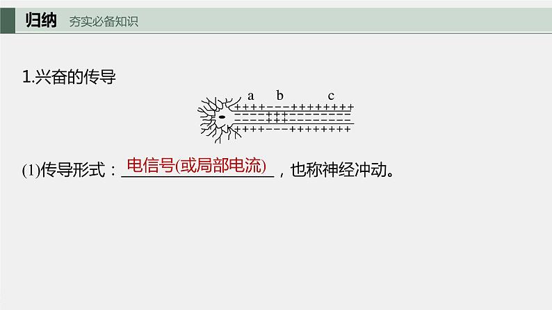2024年高考生物一轮复习(新人教版) 第8单元 第3课时 神经冲动的产生、传导和传递 练习课件05