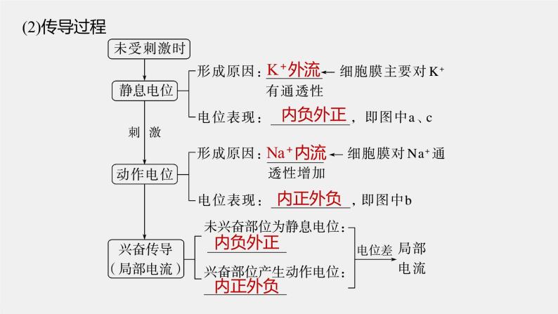 2024年高考生物一轮复习（新人教版） 第8单元　第3课时　神经冲动的产生、传导和传递 练习课件06