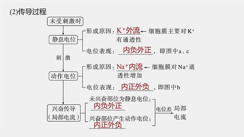 2024年高考生物一轮复习(新人教版) 第8单元 第3课时 神经冲动的产生、传导和传递 练习课件06