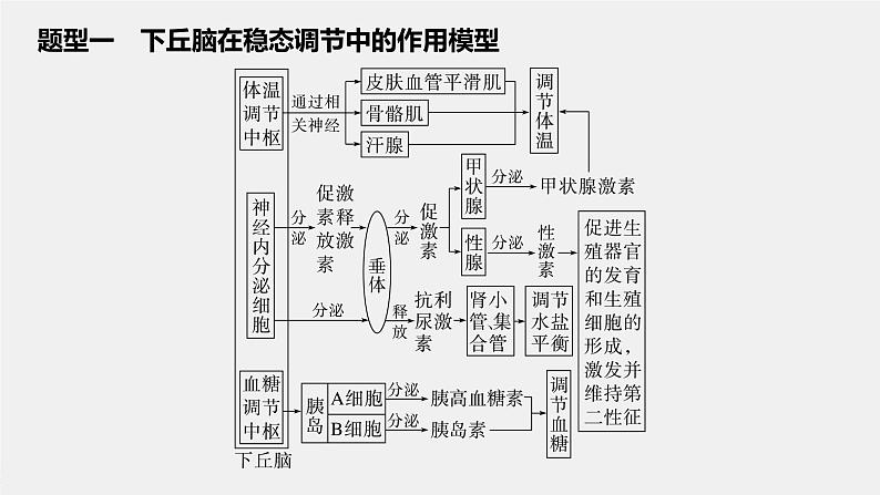 2024年高考生物一轮复习(新人教版) 第8单元 微专题六 动物生命活动调节模型的构建和分析02