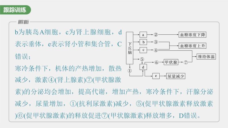 2024年高考生物一轮复习（新人教版） 第8单元　微专题六　动物生命活动调节模型的构建和分析06