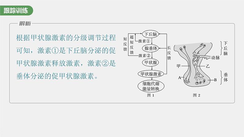 2024年高考生物一轮复习(新人教版) 第8单元 微专题六 动物生命活动调节模型的构建和分析08