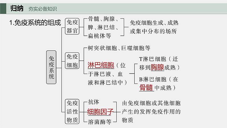2024年高考生物一轮复习(新人教版) 第8单元 第7课时 免疫系统和特异性免疫 练习课件05