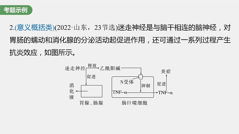 2024年高考生物一轮复习(新人教版) 第8单元 长句表达(四) 个体稳态中相关过程变化机理分析 课件03