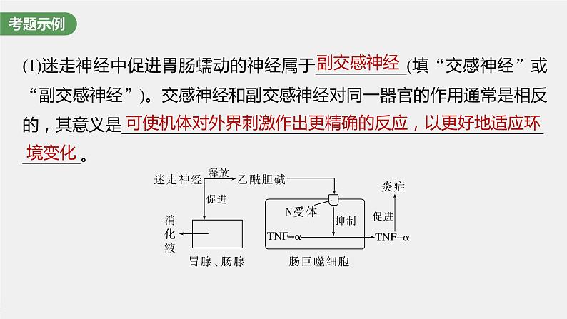 2024年高考生物一轮复习(新人教版) 第8单元 长句表达(四) 个体稳态中相关过程变化机理分析 课件04