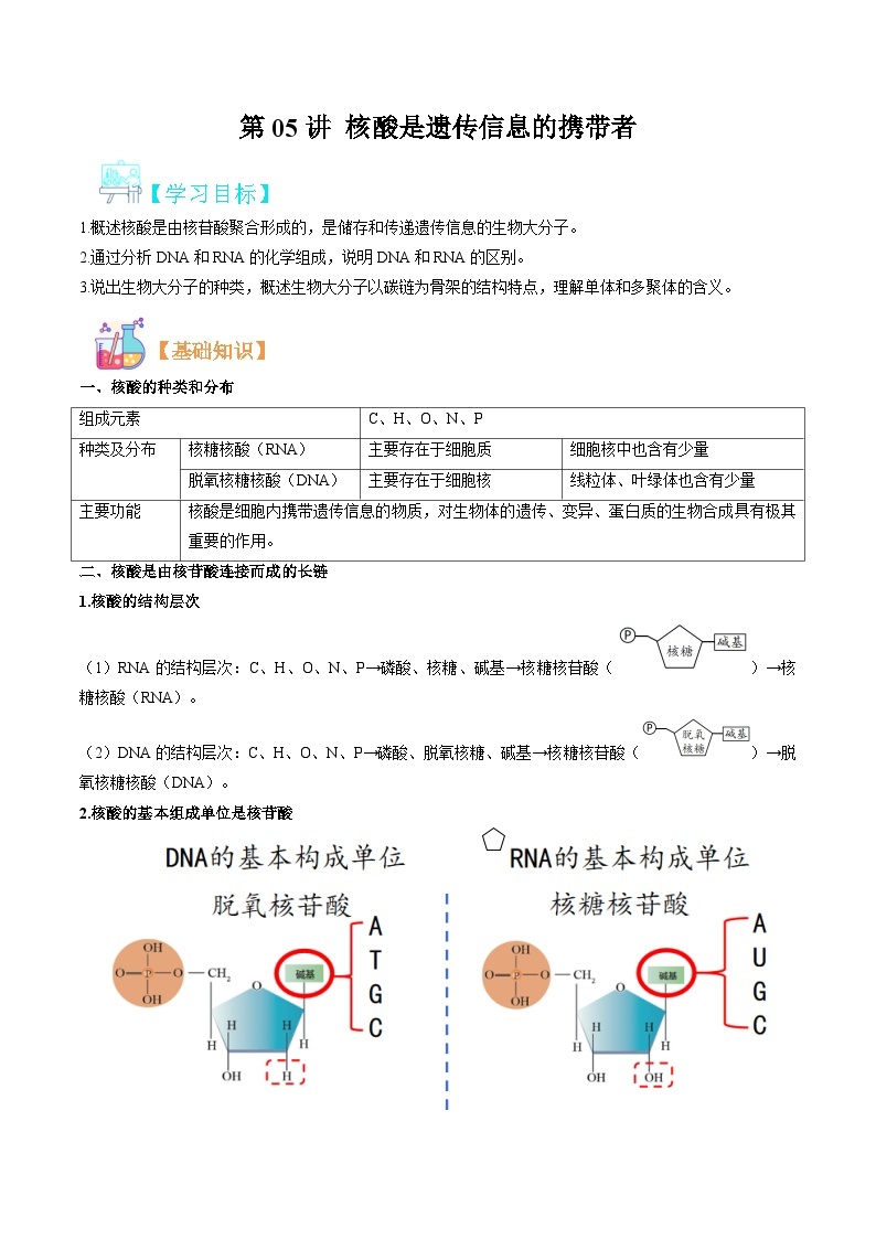 【暑假初升高】人教版生物初三（升高一）暑假预习-（必修1）第05讲 核酸是遗传信息的携带者  讲学案01