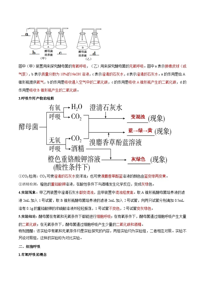 【暑假初升高】人教版生物初三（升高一）暑假预习-（必修1）第14讲 细胞呼吸的原理和应用  讲学案02