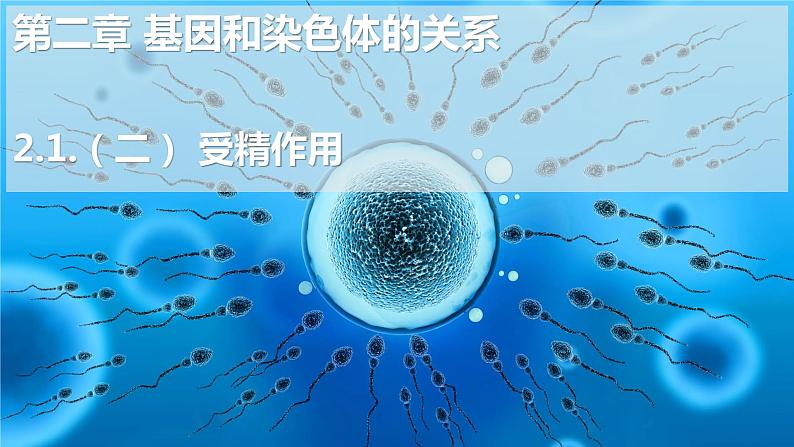 2.1受精作用(二)(1课时)课件PPT01
