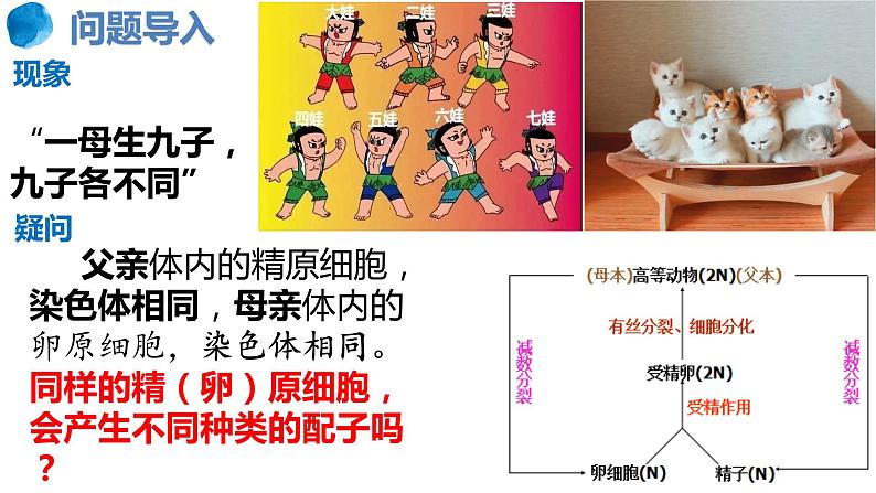 2.1受精作用(二)(1课时)课件PPT02