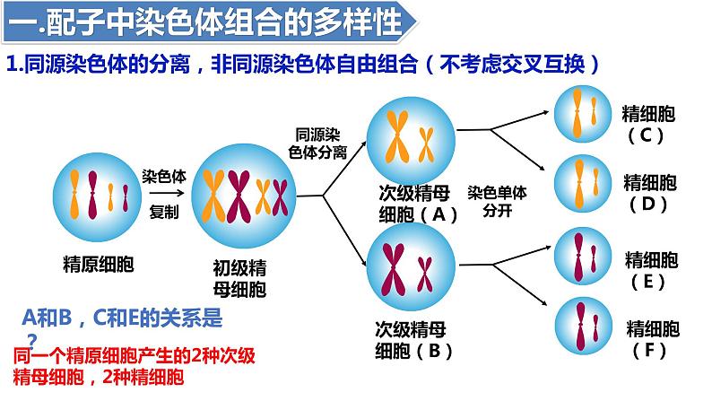 2.1受精作用(二)(1课时)课件PPT03