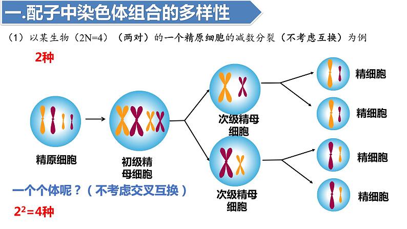 2.1受精作用(二)(1课时)课件PPT04