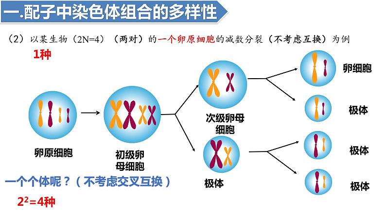 2.1受精作用(二)(1课时)课件PPT05