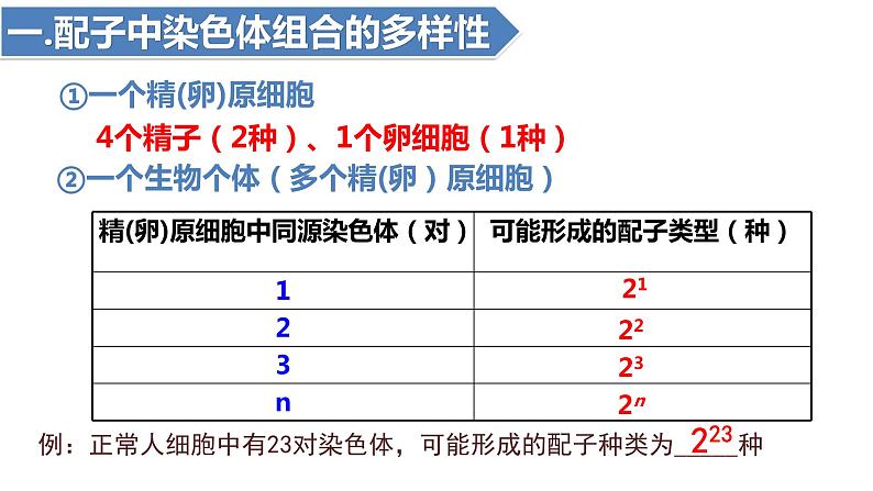 2.1受精作用(二)(1课时)课件PPT06