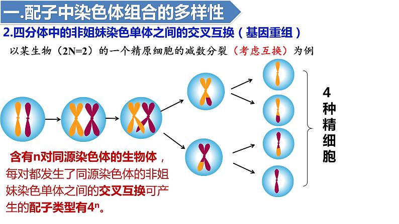 2.1受精作用(二)(1课时)课件PPT08