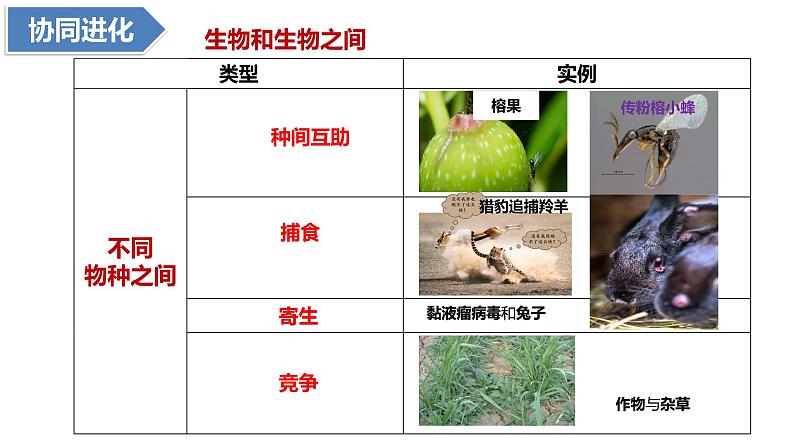 6.4协同进化与生物多样性的形成(1课时)课件PPT07