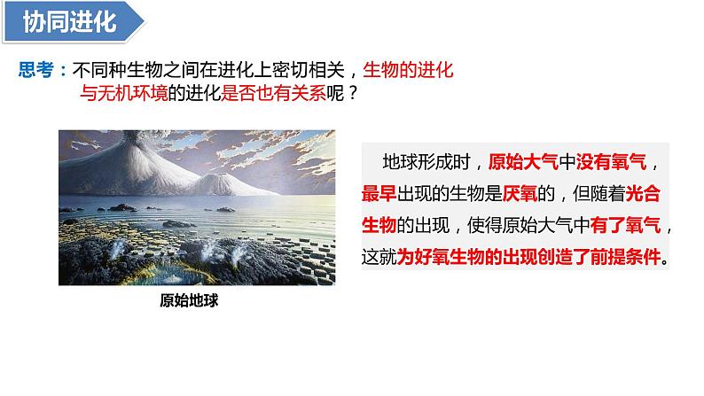 6.4协同进化与生物多样性的形成(1课时)课件PPT08