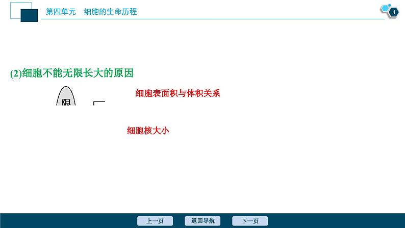 高考生物一轮复习课件第4单元 第11讲 细胞的增殖 (含解析)05