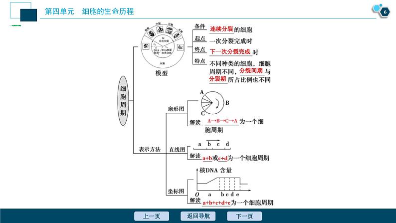 高考生物一轮复习课件第4单元 第11讲 细胞的增殖 (含解析)07