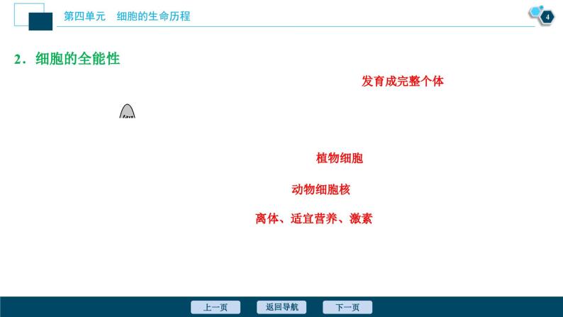 高考生物一轮复习课件第4单元　第13讲　细胞的分化、衰老、凋亡和癌变 (含解析)05