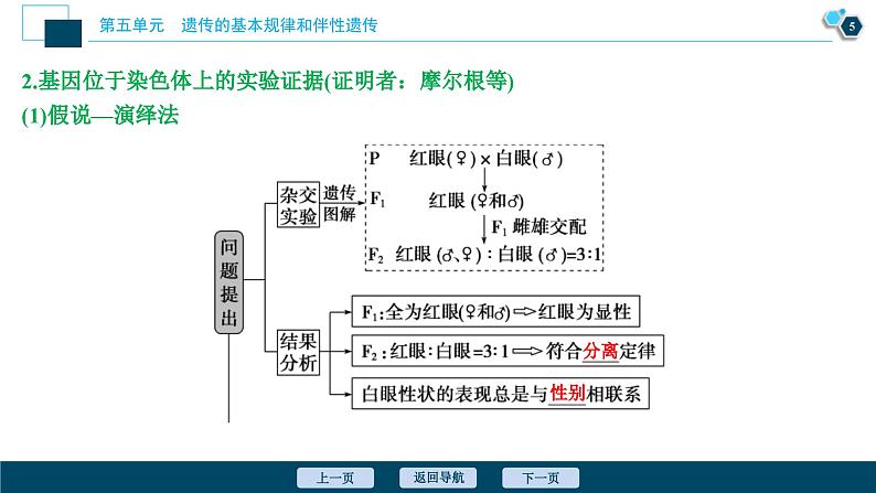 高考生物一轮复习课件第5单元 第16讲 伴性遗传及人类遗传病 (含解析)第6页
