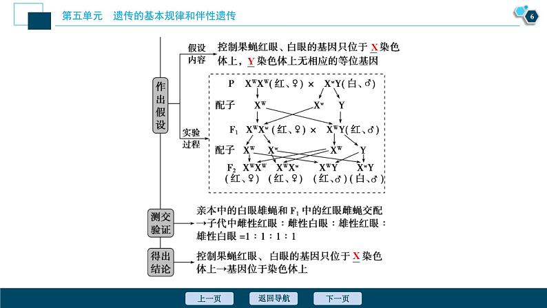 高考生物一轮复习课件第5单元 第16讲 伴性遗传及人类遗传病 (含解析)第7页