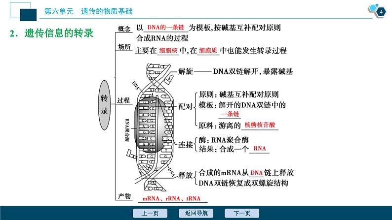 高考生物一轮复习课件第6单元 第19讲 基因的表达 (含解析)05