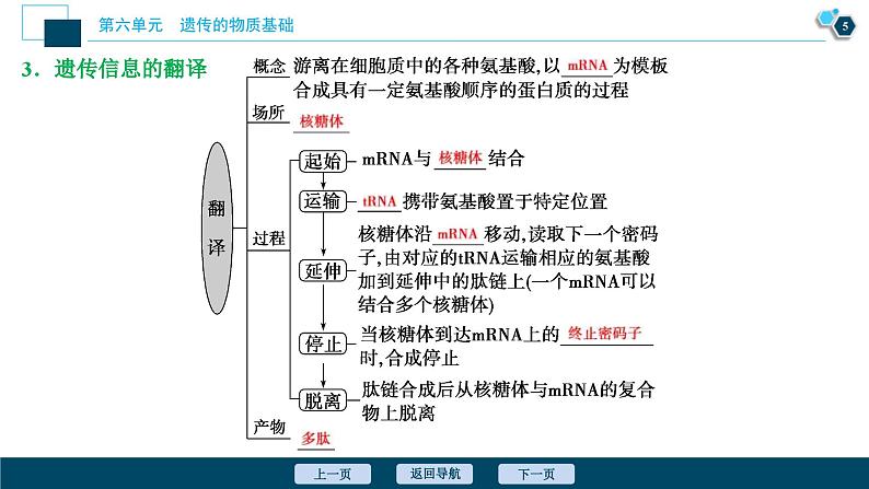 高考生物一轮复习课件第6单元 第19讲 基因的表达 (含解析)06